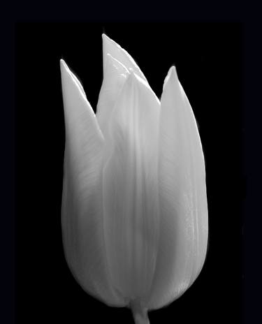 Black and White Tulip. thumb