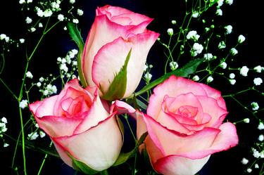 Pink and White Roses thumb