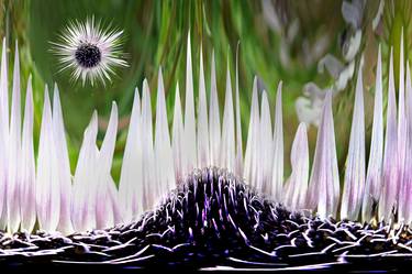 Print of Conceptual Floral Photography by Terence Davis