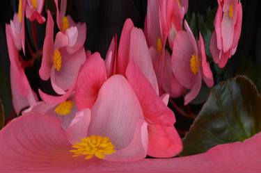 Creation of Begonia's thumb