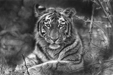 Print of Animal Drawings by Prabath Zoysa