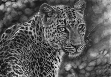 Sri lankan Leopard (SOLD)- hyper realistic pencil(125hrs) thumb