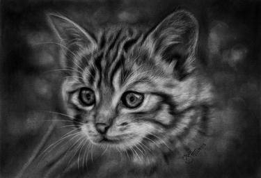 Print of Fine Art Cats Drawings by Prabath Zoysa