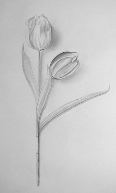 Saatchi Art Artist Mariano Seib; Drawings, “Only two tulips” #art