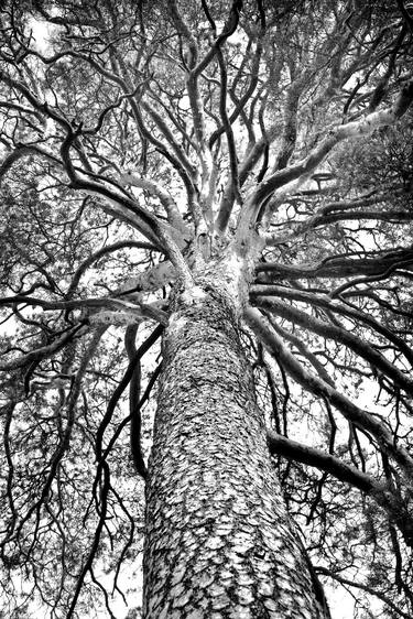 Print of Fine Art Tree Photography by Danuta Antas-Woźniewska