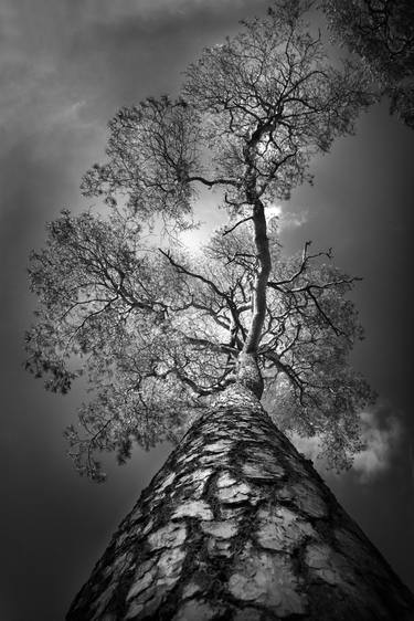Print of Impressionism Tree Photography by Danuta Antas-Woźniewska