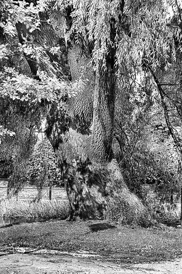 Print of Expressionism Tree Photography by Danuta Antas-Woźniewska