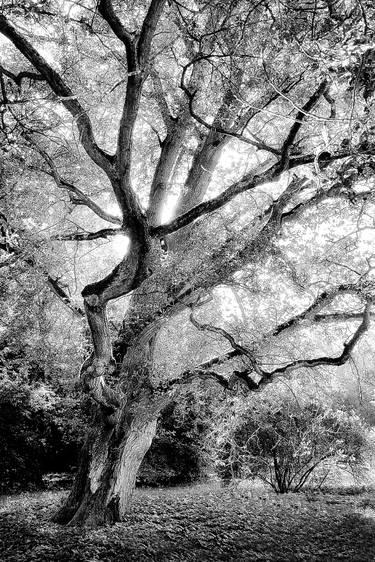 Original Tree Photography by Danuta Antas-Woźniewska