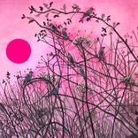 Pink sunset with Birds by janet darley