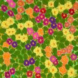 Summer flowers by janet darley