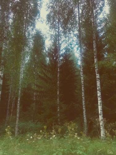 Birch Trees Forest thumb