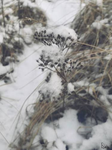 Winter Botany thumb