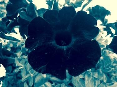 BLACK VELVET FLOWER thumb