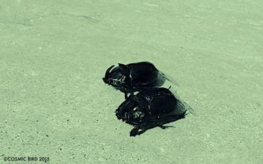 2 DEAD HORNED BEETLES - Limited Edition of 2 thumb