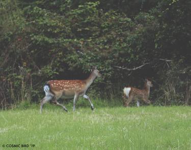 Deers In The Open - Limited Edition of 5 thumb