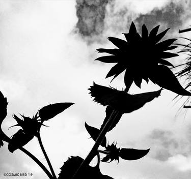 Print of Expressionism Botanic Photography by Barbara Parise aka Cosmic Bird