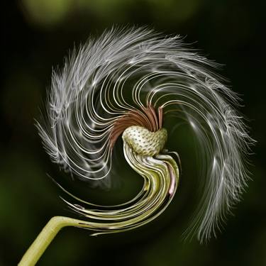 Dandelion Rock thumb