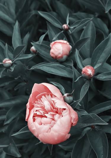 Print of Floral Photography by Oleksandr Kovalov