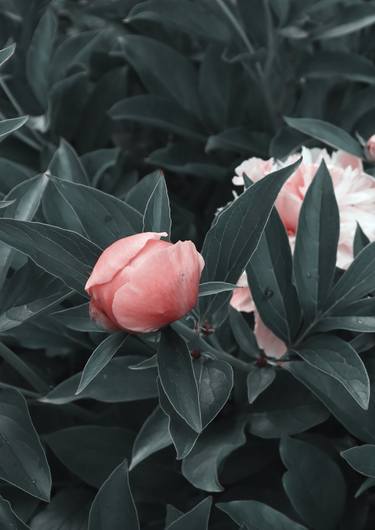 Print of Photorealism Floral Photography by Oleksandr Kovalov