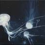 Collection Jellyfish/Medusa
