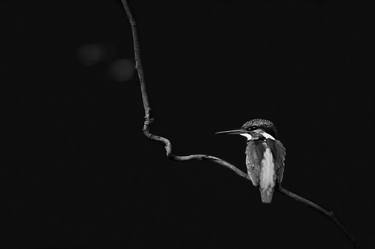 Kingfisher on a perch thumb