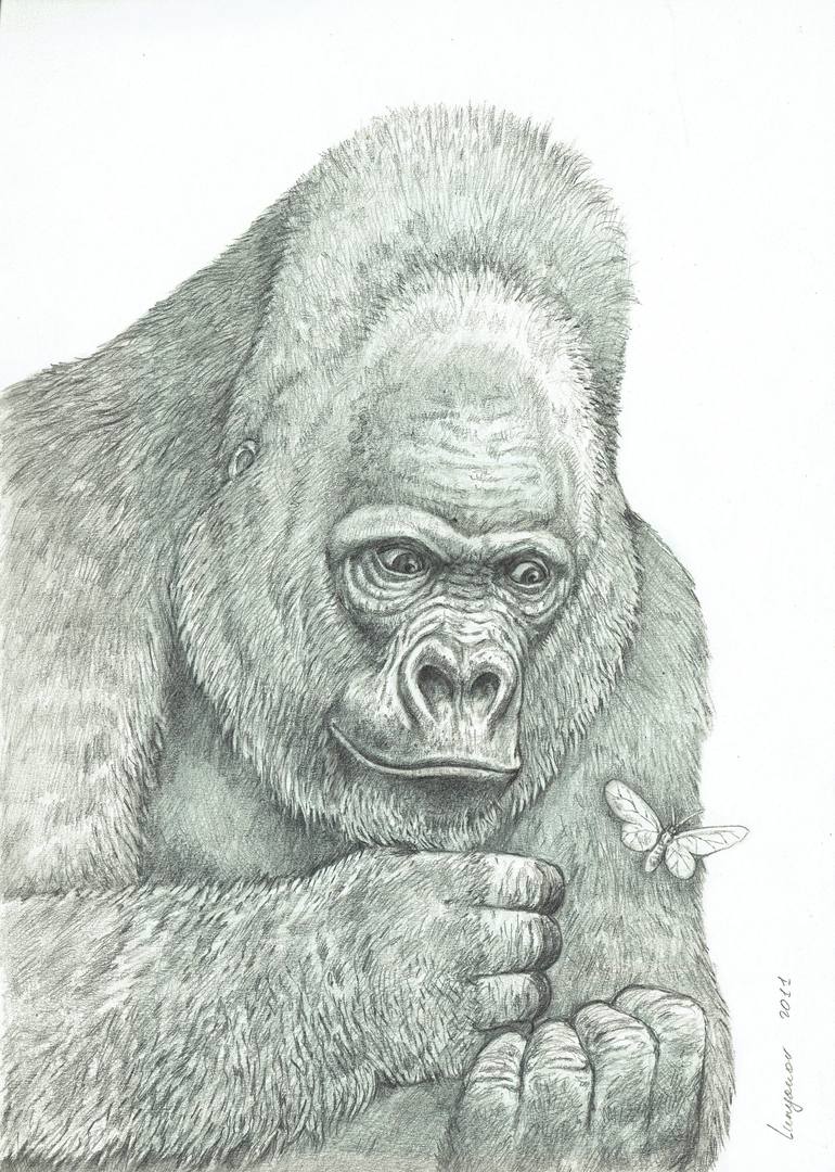 gorilla sketch drawing