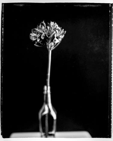Flower on dark background - Limited Edition of 25 thumb