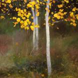 Golden aspens by Daniil Mikhailov