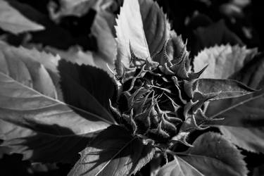 Black and White Sunflower Bud thumb