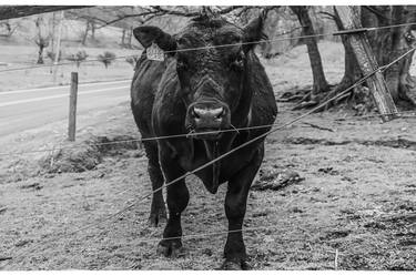 Print of Cows Photography by Fausto Ciciliot