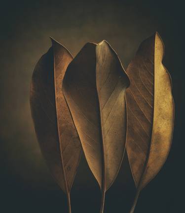 Print of Botanic Photography by Scott GILBANK
