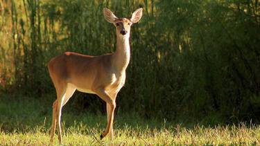 Debbie Saret - A wounded deer leaps the highest. thumb