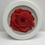 6” Series rose 1 by Shabana Kauser