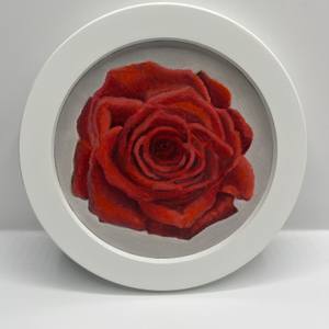 6” Series rose 1