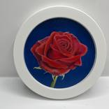 6” Series rose 4 by Shabana Kauser
