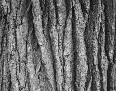 Tree Texture I thumb