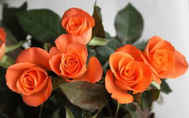 A Very Beautiful Orange Rose thumb