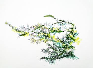 Original Botanic Paintings by Emma Archer