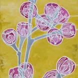 Sustain l Eucalyptus crebra by Julie Hickson