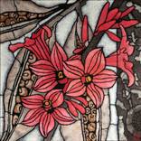 Little Kurrajong l Brachychiton bidwilli by Julie Hickson