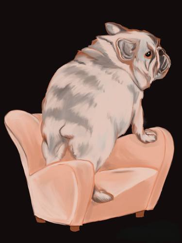 frenchie bulldog in an armchair thumb