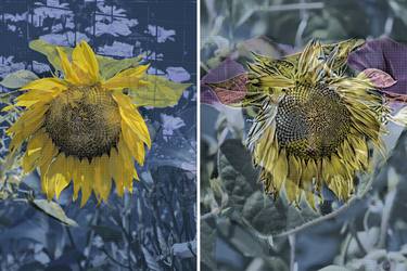 Original Conceptual Botanic Photography by Lucy Autrey Wilson