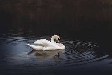 White swan in the lake at dusk thumb