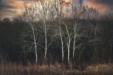 The graceful dance of white birches in the forest thumb