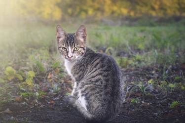 A little kitten is looking straight into your eyes thumb