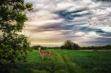 Doe in the field thumb