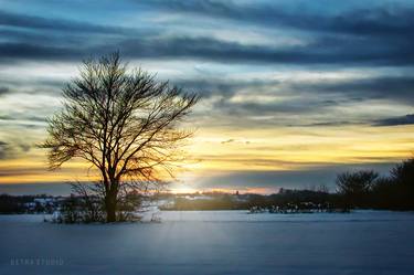 A Lonely Tree In The Winter Field thumb