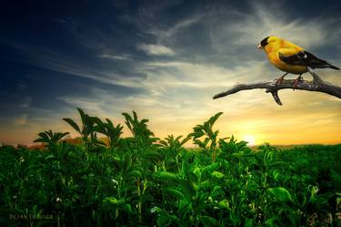 Little yellow bird in the green field thumb