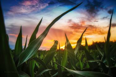 A view through the corn field at sunset thumb