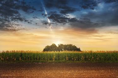 Corn in the field at sunset thumb